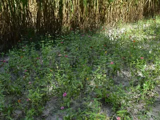 Amazing Grace Family Farm