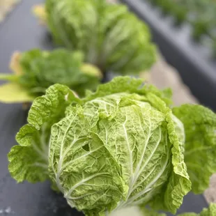 Napa Cabbage @ Strawberry Passion Organic Farm | Thonotosassa | FL | 1/23/2021