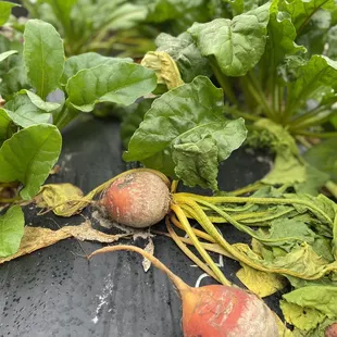 Golden beets @ Strawberry Passion Organic Farm | Thonotosassa | FL | 1/23/2021