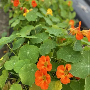 Edible flowers, nasturtium @ Strawberry Passion Organic Farm | Thonotosassa | 1/23/2021