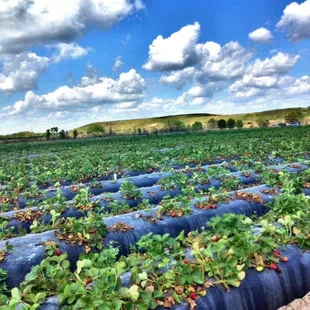 Gorgeous day to pick some berries!