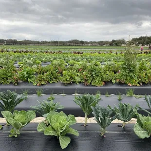 Strawberry Passion Organic Farm | Thonotosassa | FL | 1/23/2021