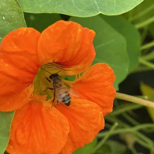 Strawberry Passion Organic Farm | Thonotosassa | 1/23/2021 Honey bee enjoying the nasturtium.