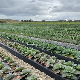 Strawberry Passion Organic Farm | Thonotosassa | FL | 1/23/2021