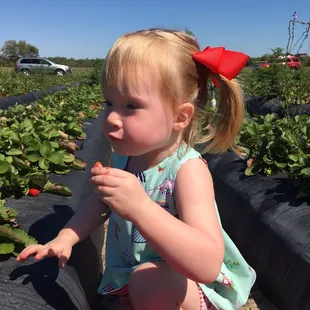Strawberry picking on a beautiful day