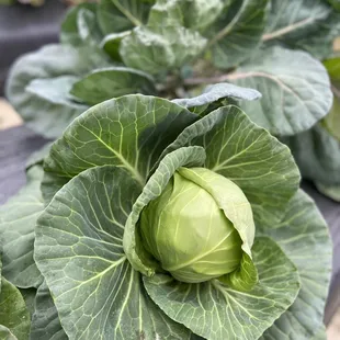 Cabbage @ Strawberry Passion Organic Farm | Thonotosassa | FL | 1/23/2021
