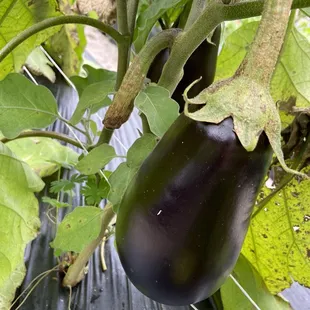 Eggplant @ Strawberry Passion Organic Farm | Thonotosassa | FL | 1/23/2021