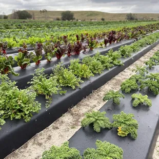Strawberry Passion Organic Farm | Thonotosassa | FL | 1/23/2021