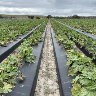 Strawberry Passion Organic Farm | Thonotosassa | 1/23/2021