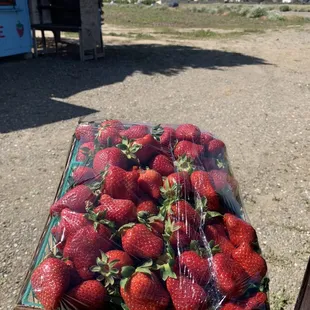 Strawberry Patch