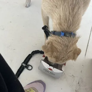 My Foster Puppy Luka enjoying a treat to the fullest !