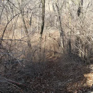 Side trail