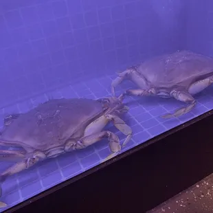 Live crab tank