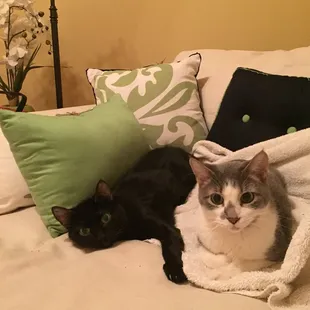 Baby and Chaos...adorable sweet cats available at "Street Cats" soon! Street Cats (918) 499-6006