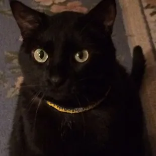 The best kitty ever!