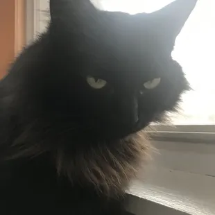 My cat&apos;s reaction.
