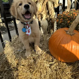 a golden retriever sitting on hay next to a pumpkin