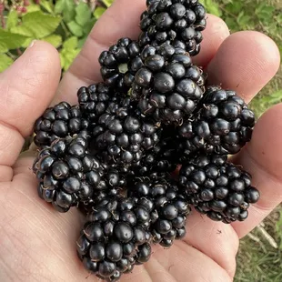 Blackberries for the gluten free pancakes!!!