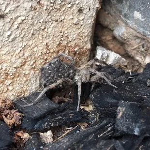 Momma wolf spider with her babies on her back. Lucky we were there to stop them from growing up!!