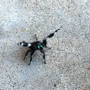 Jumping spider in a defensive posture.