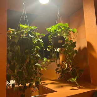  a potted plant in a bathroom