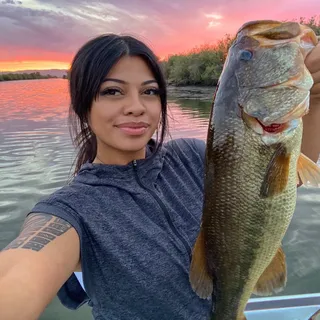 Alyssa M.