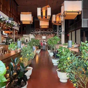 a row of potted plants