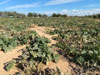 Sunshine Shelly’s Nightmare Harvest
