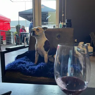 The cutest winery doggo - Valentine