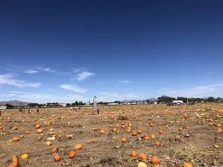 Mesilla Valley Maze
