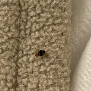 BED BUGSSSSS!!!!!!