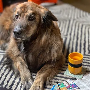 Office dog Graphic Gobi.