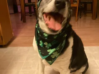 Almost Home Pet Boarding