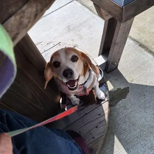 a beagle sitting on a bench