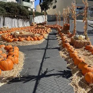 pumpkin patch