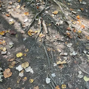 Lots of roots. Be careful.