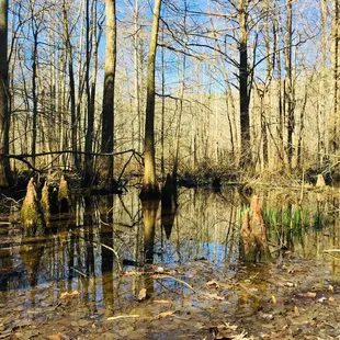 This is why they call it Stumpy Lake