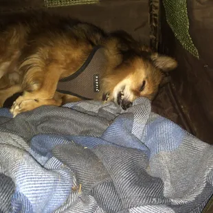 KO'd in his doggie tent