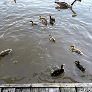  flock of ducks swimming in a lake