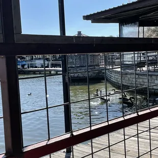 Geese ducks