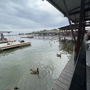 The geese that stalk you while you eat