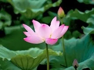 Scenic Landscapes Water Garden Nursery