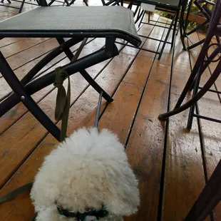 Pet friendly seating on back patio