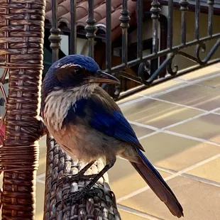 Heron balcony visitor