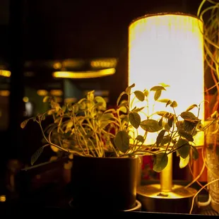 a potted plant on a table next to a lamp