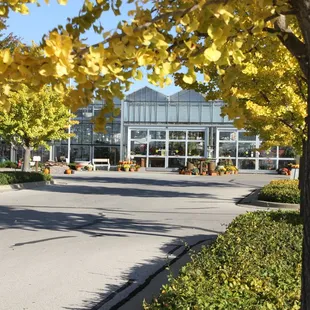 Our ginkgo trees turn such a pretty yellow in the Fall.