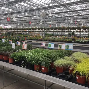 Potted plants and starter garden olants