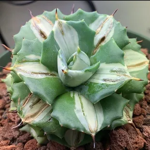 Agave potatorum cv. Shijo-Raijin