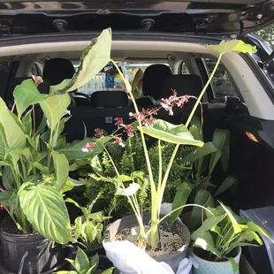 My babies on their way home!
