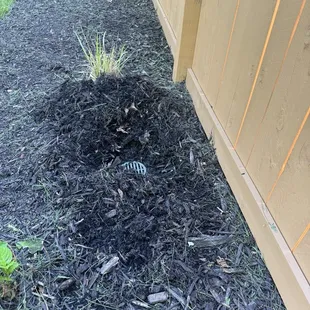 Discharged drain that was covered by 6 inches of mulch